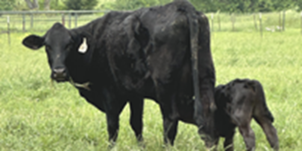 45 Angus Cross Cows w/ 20+ Calves... Northeast TX