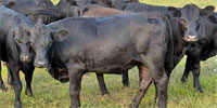 17 Angus Rep. Heifers... E. Central MS