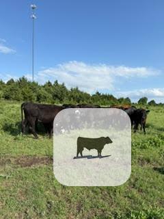 Cattle Range Listing Photo