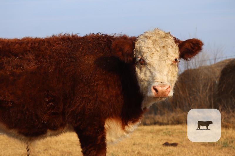 Cattle Range Listing Photo