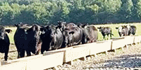 50 Brangus Bred Heifers... Central AR