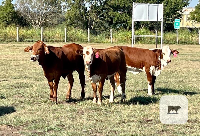 Cattle Range Listing Photo