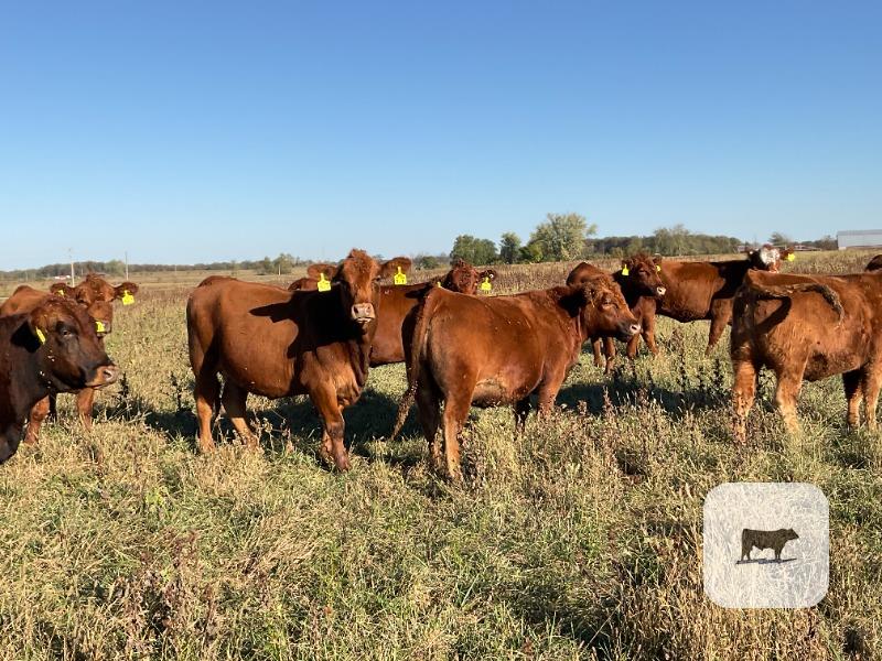 Cattle Range Listing Photo 5