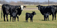 50 Brangus & Brangus Baldy 1st-Calf Pairs... Central TX