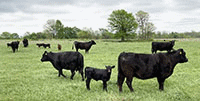 140	Angus & BWF Pairs... Southwest MO