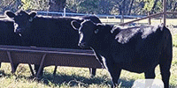 7 Reg. Angus & ChiAngus Bred Heifers... North TX