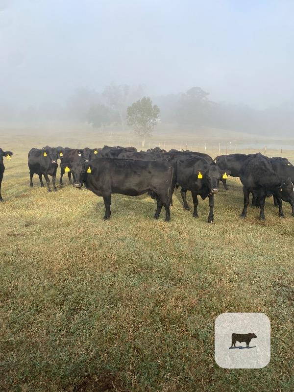 Cattle Range Listing Photo