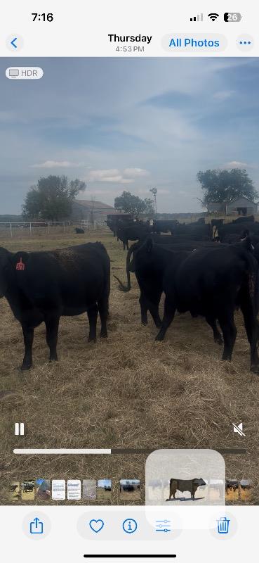 Cattle Range Listing Photo