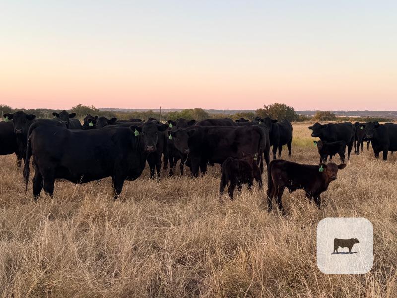 Cattle Range Listing Photo