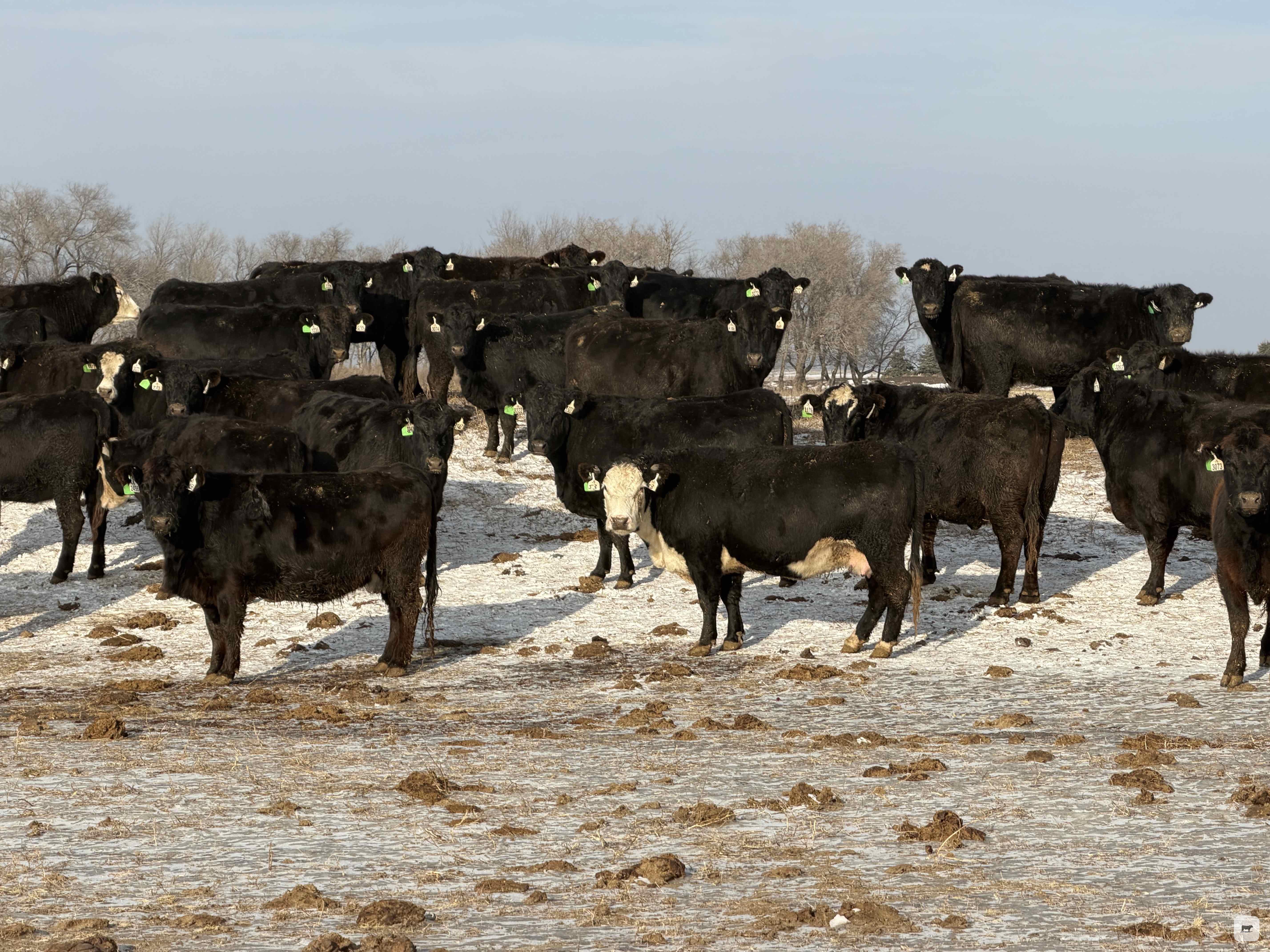 Cattle Range Listing Photo