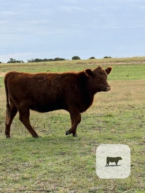 Cattle Range Listing Photo