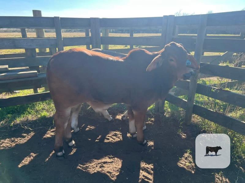 Cattle Range Listing Photo