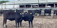 90 Angus Rep. Heifers... Southwest MO
