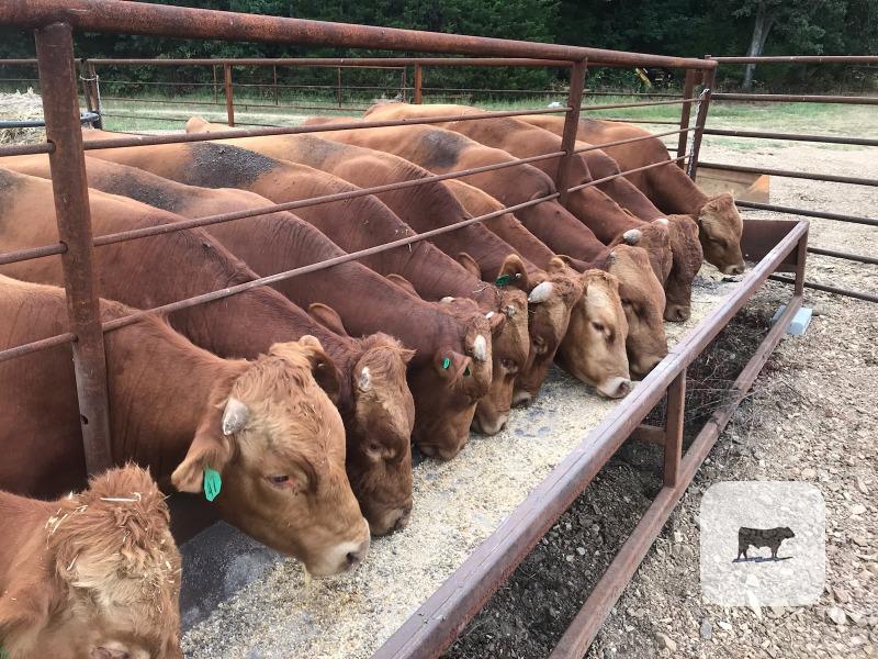 Cattle Range Listing Photo