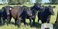 54 Angus Bred Heifers... Central TX