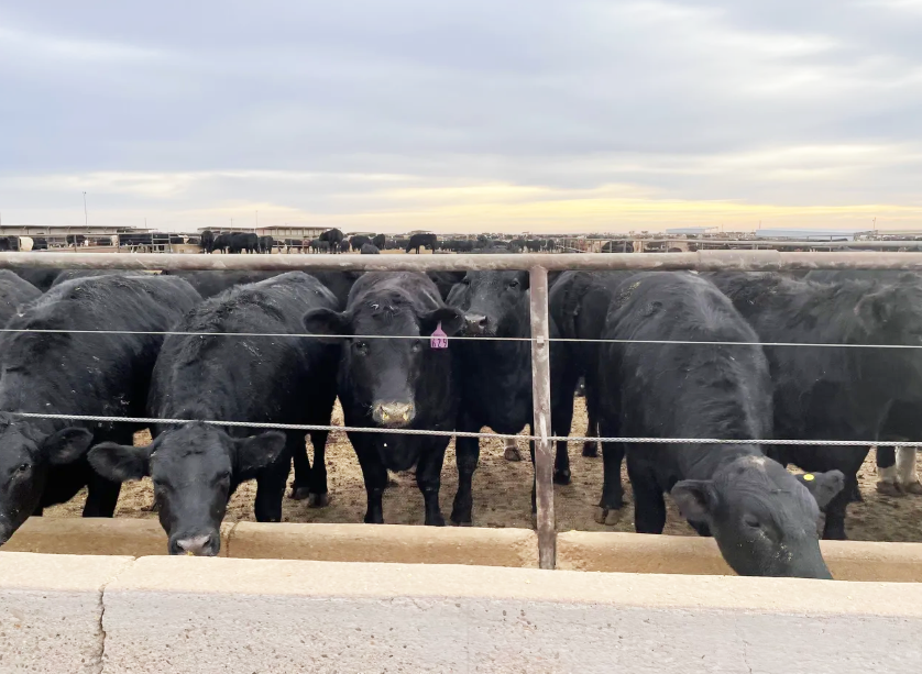 Cattle and Beef Trade Continues with Uncertainty