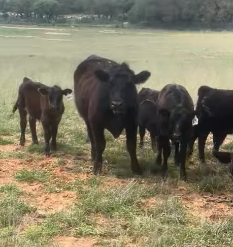 Cattle Range Listing Photo