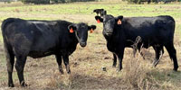 50 Angus 1st-Calf Pairs... N. Central TX