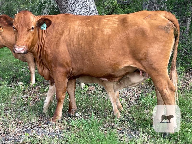 Cattle Range Listing Photo