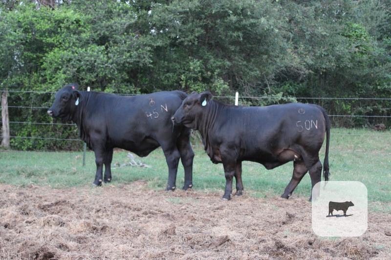 Cattle Range Listing Photo