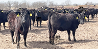 60 Angus & BWF Bred Heifers... Southwest MO