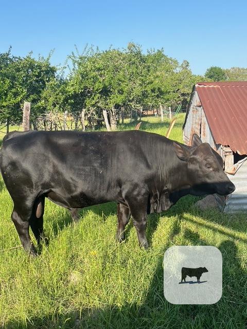 Cattle Range Listing Photo