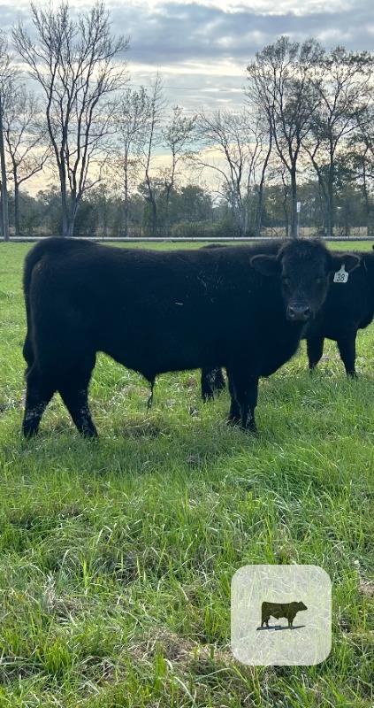 Cattle Range Listing Photo