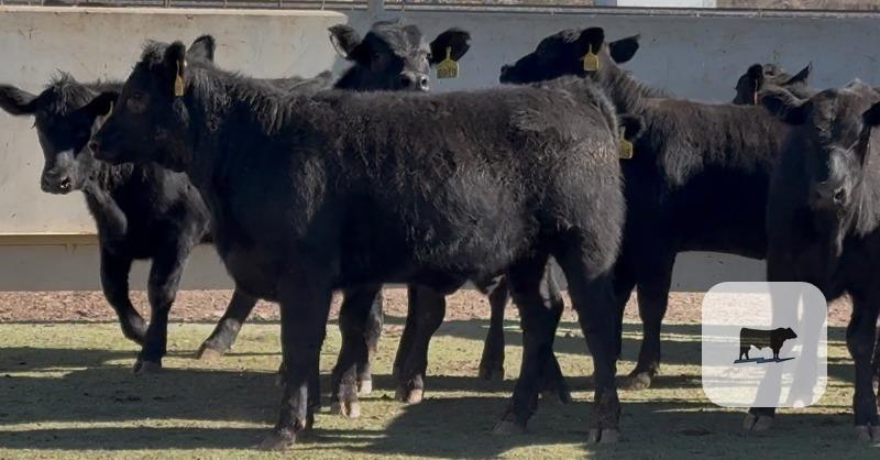 Cattle Range Listing Photo