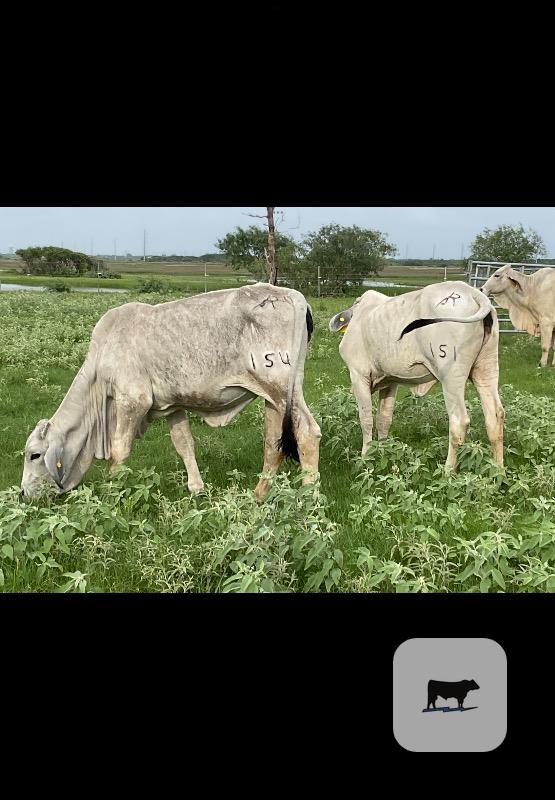 Cattle Range Listing Photo