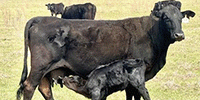 83 Brangus & SimAngus Cross Cows w/ 65+ Calves... Southwest AR