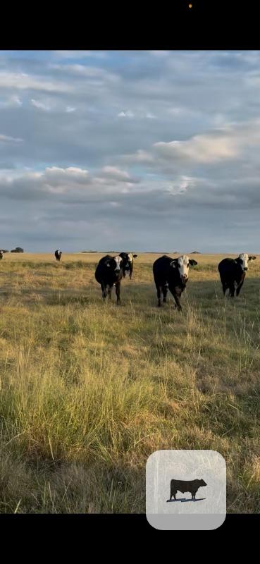Cattle Range Listing Photo 6