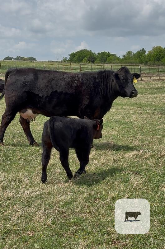 Cattle Range Listing Photo
