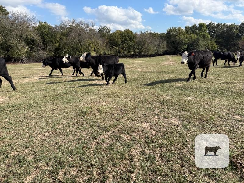Cattle Range Listing Photo 4