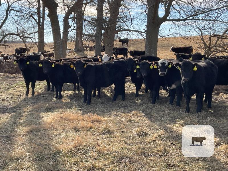 Cattle Range Listing Photo