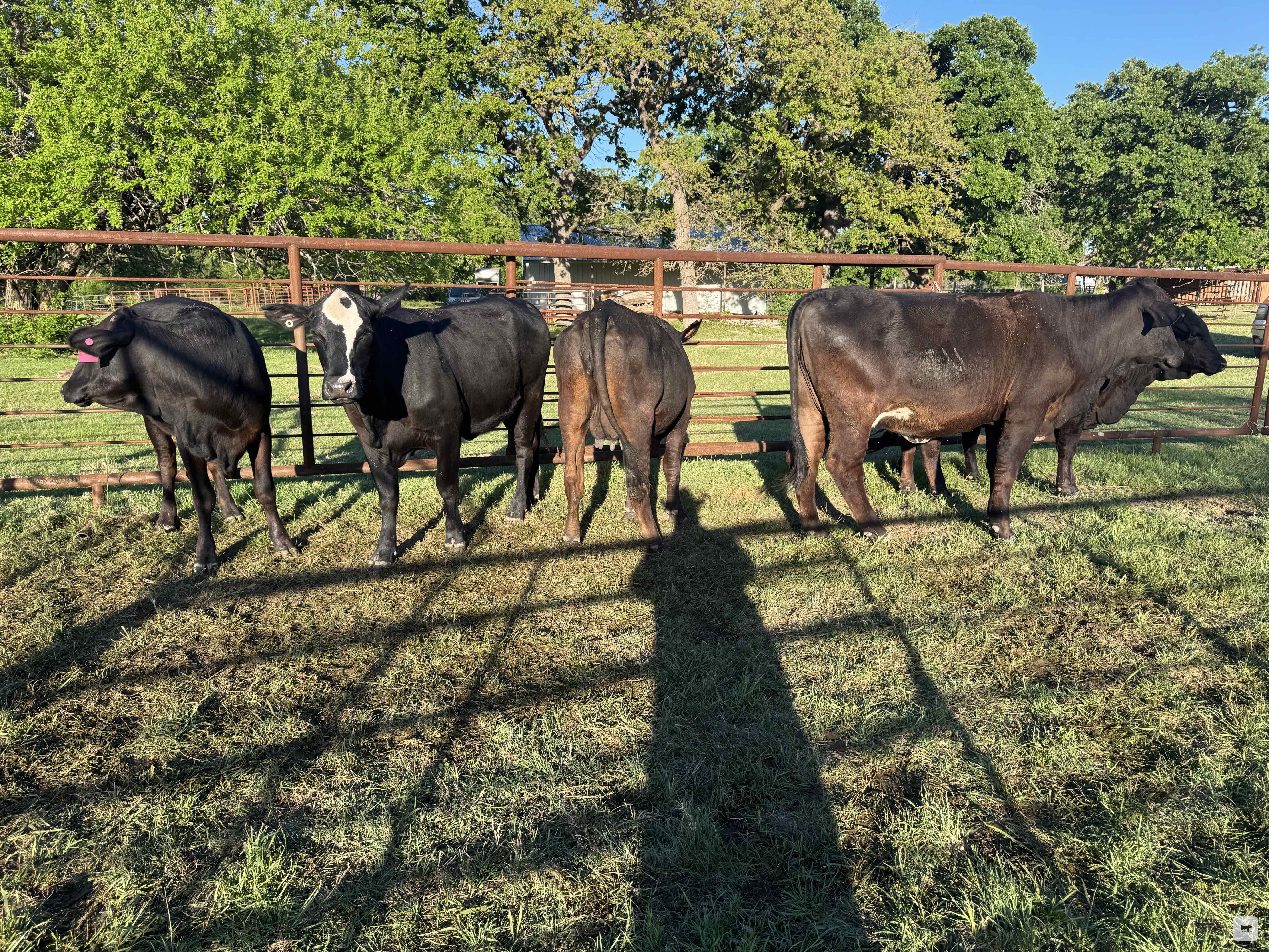 Cattle Range Listing Photo