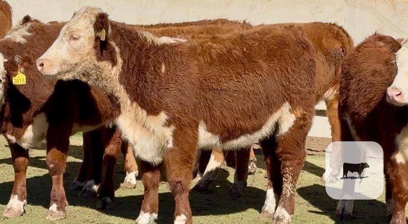 Cattle Range Listing Photo