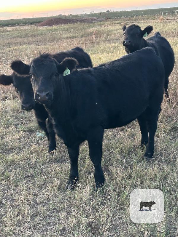 Cattle Range Listing Photo