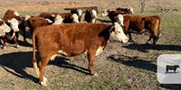 45 Polled Hereford Cows... Central TX