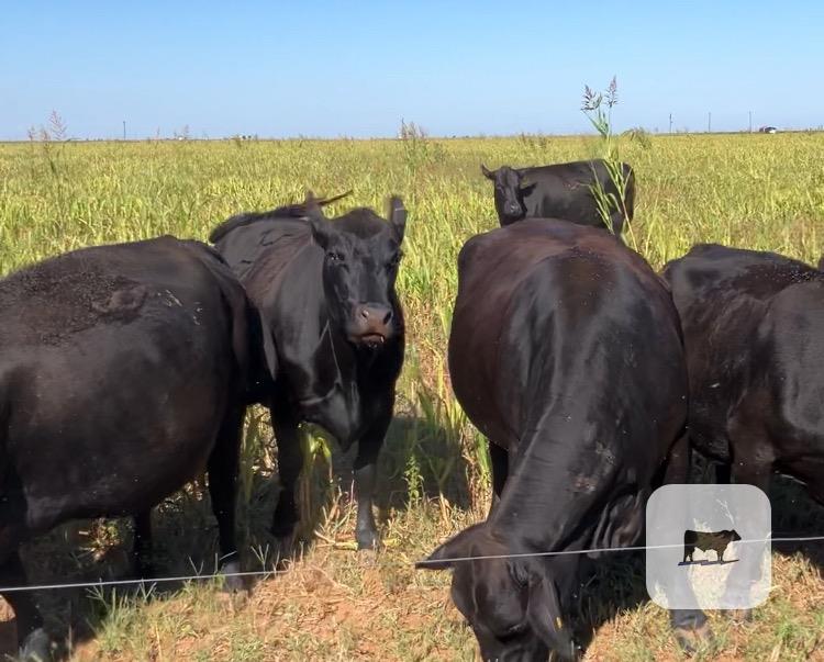 Cattle Range Listing Photo