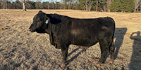 1 Reg. Brangus Bull... Southwest AR (2)