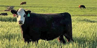 85 Angus, Red Angus & Hereford Bred Heifers... N. Central OK