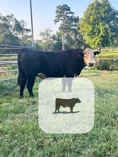 Cattle Range Listing Photo
