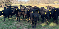 65 Angus & BWF Rep. Heifers... Southwest MO