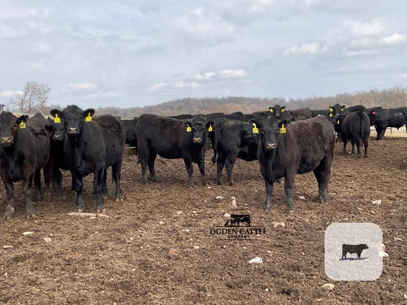 Cattle Range Listing Photo