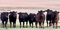 7 Angus Bred Heifers... N. Central TX