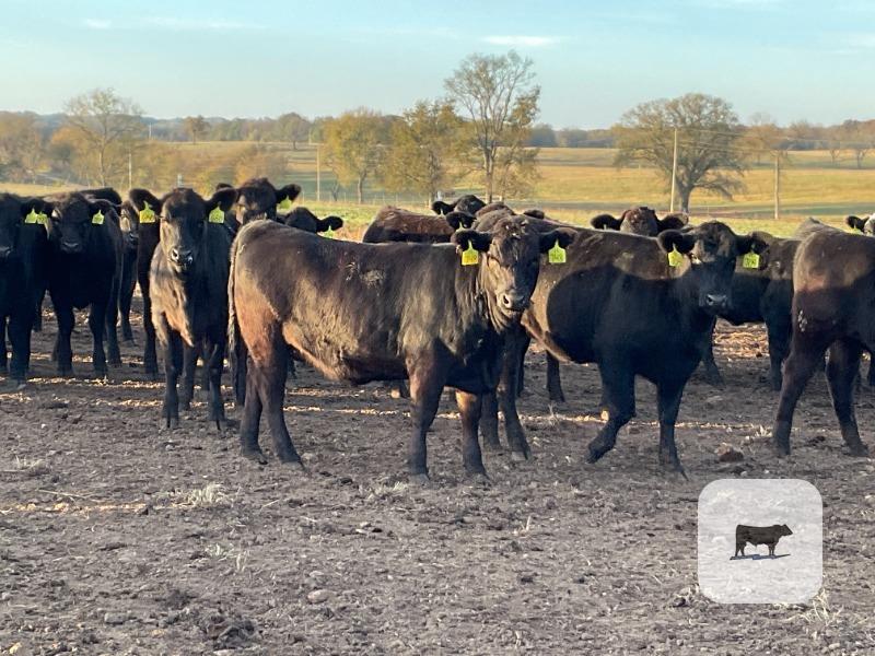 Cattle Range Listing Photo