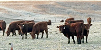 150	Red Angus Rep. Heifers... Southeast NE
