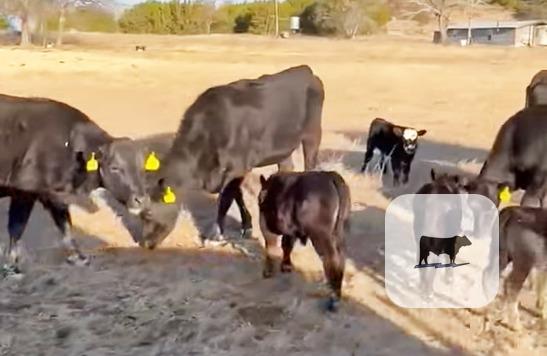 Cattle Range Listing Photo