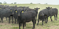 56 Angus & BWF Bred Heifers... Southwest MO