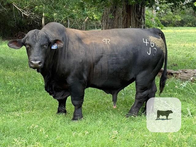 Cattle Range Listing Photo